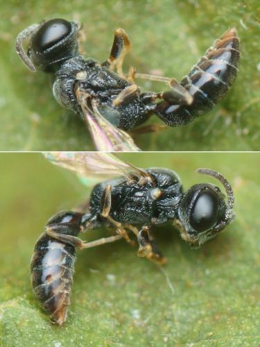 Passaloecus vandeli